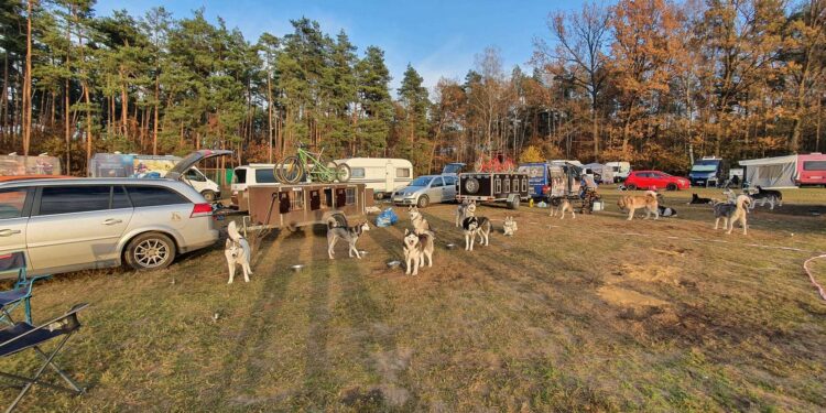 Wyścigi psich zaprzęgów