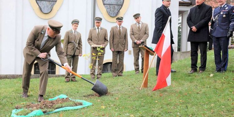 Dąb papieski i Rondo Niepodległości