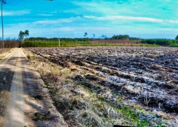 Ratujmy lasy, zanim wytną