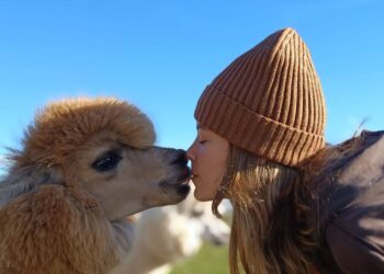 Alpaki nie są zabawkami
