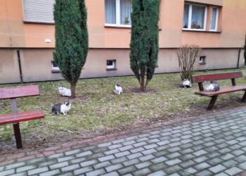 Bezdomne zwierzęta – jak gminy radzą sobie z problemem…