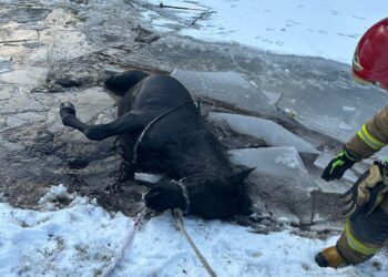 Koń wpadł do stawu