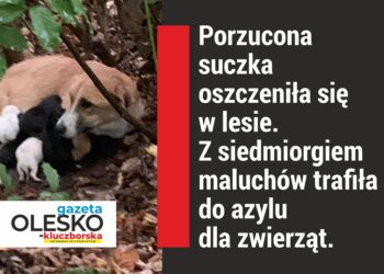 Porzucona w lesie, oszczeniła się…