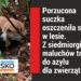 Porzucona w lesie, oszczeniła się…